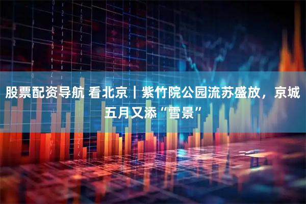 股票配资导航 看北京｜紫竹院公园流苏盛放，京城五月又添“雪景”